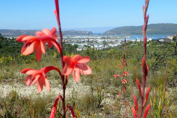 Pledge Nature Reserve