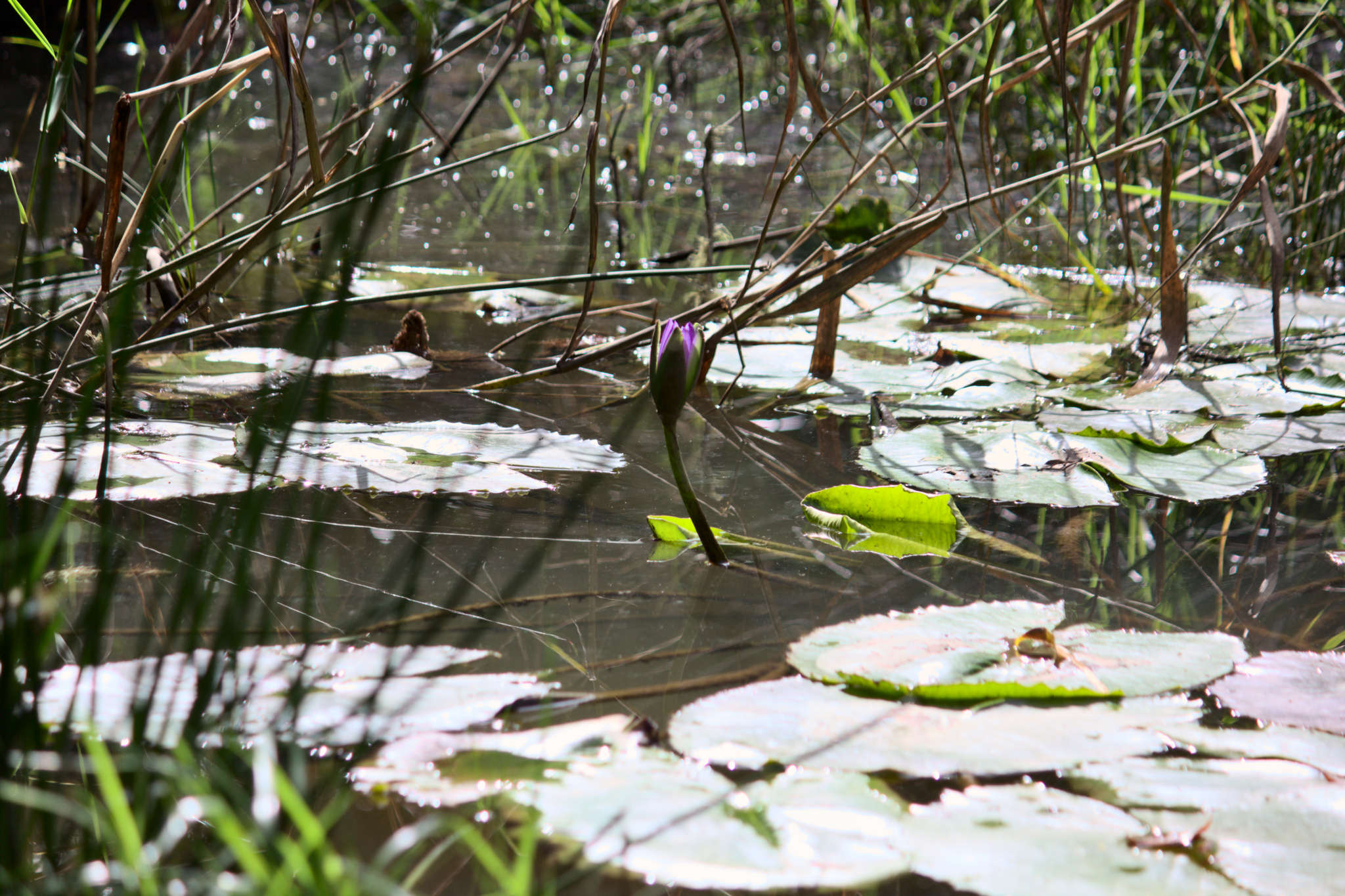 Pledge Nature Reserve
