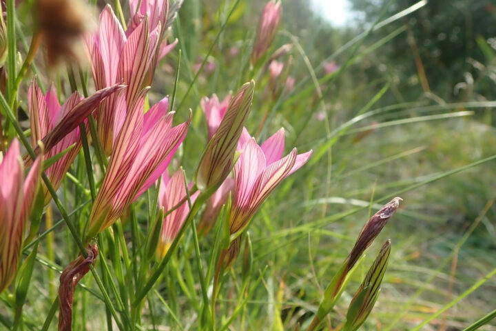 Bulbs at Pledge Nature Reserve