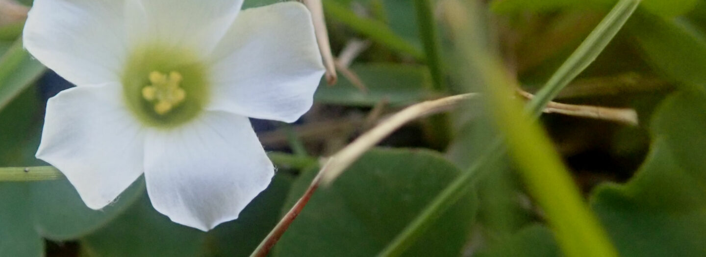 Pledge Nature Reserve