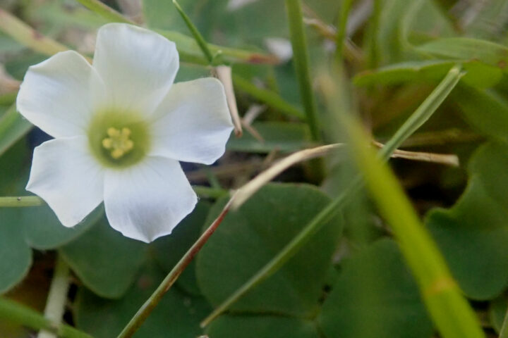 Pledge Nature Reserve