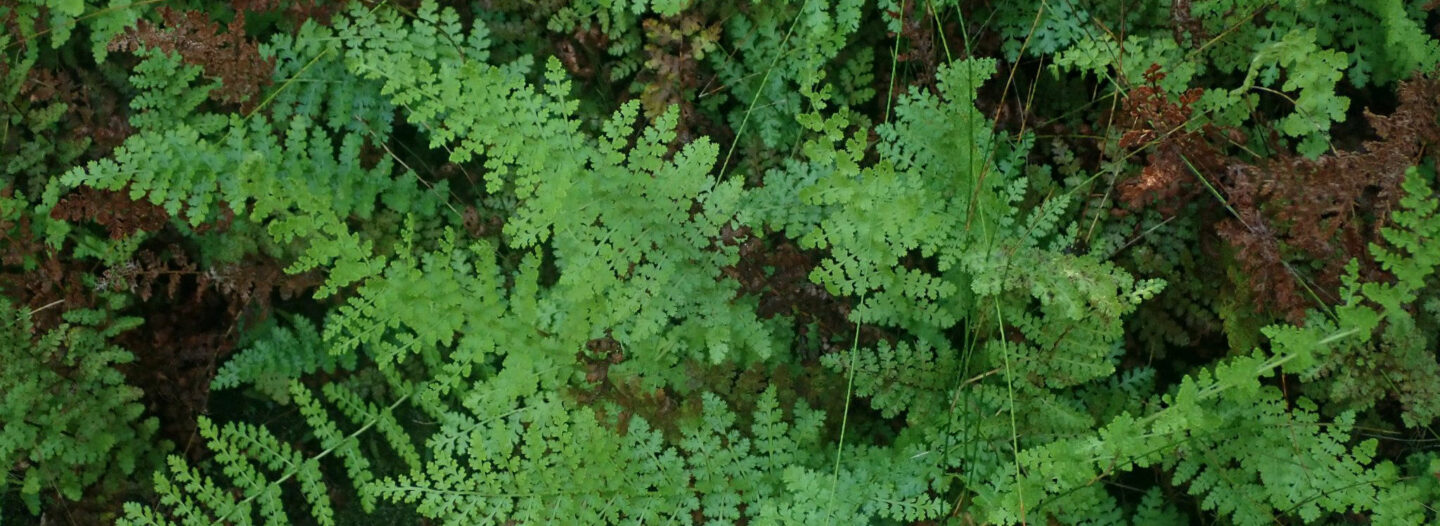 Ferns & Cycads at Pledge Nature Reserve