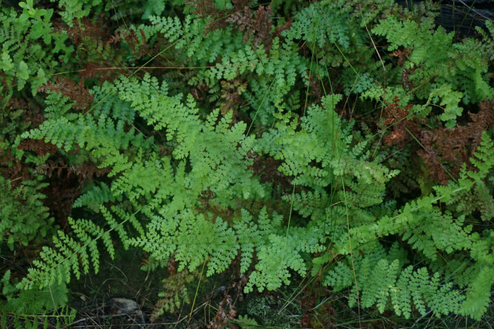 Ferns & Cycads at Pledge Nature Reserve