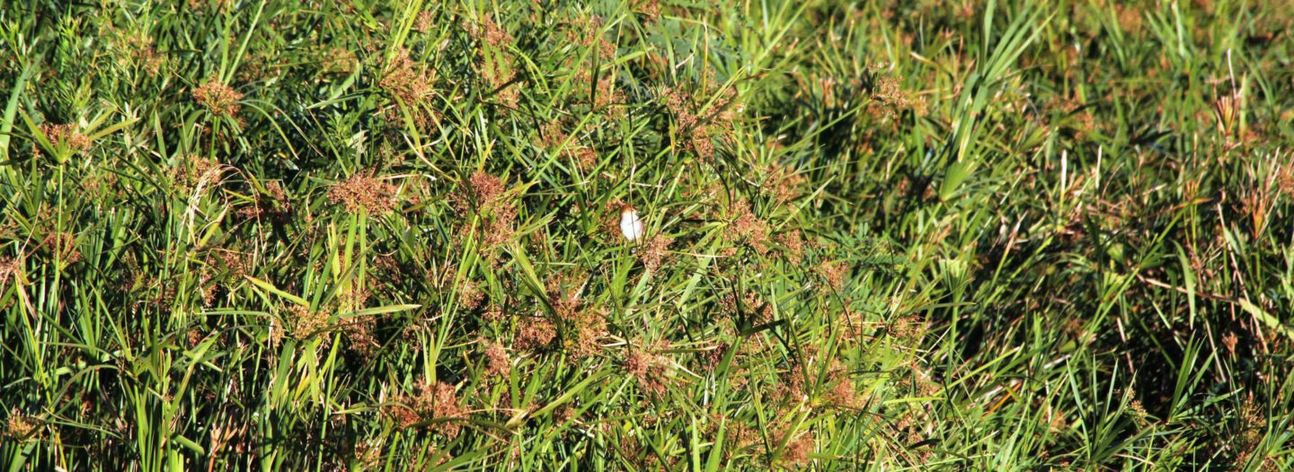 Grasses & Sedges in Pledge Nature Reserve