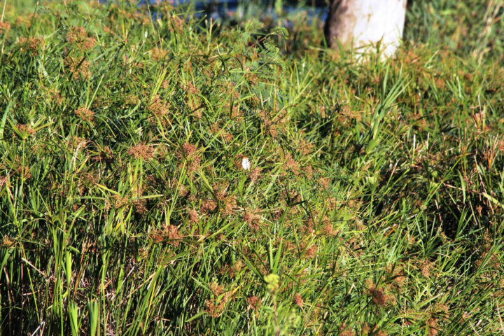 Grasses & Sedges in Pledge Nature Reserve
