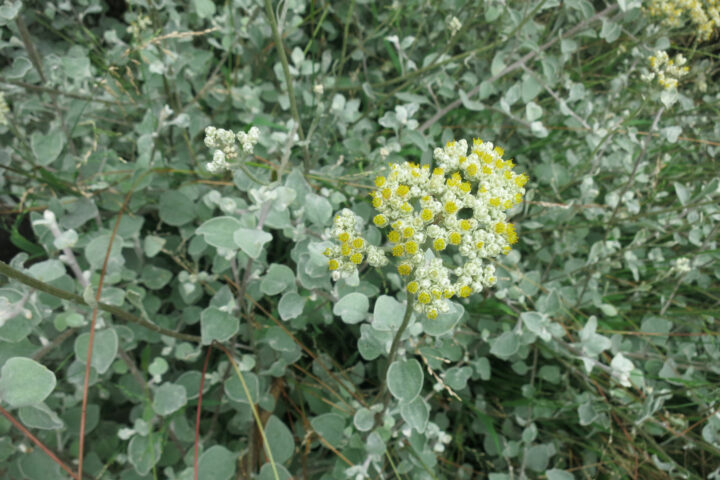 Ground Covers in Pledge Nature Reserve