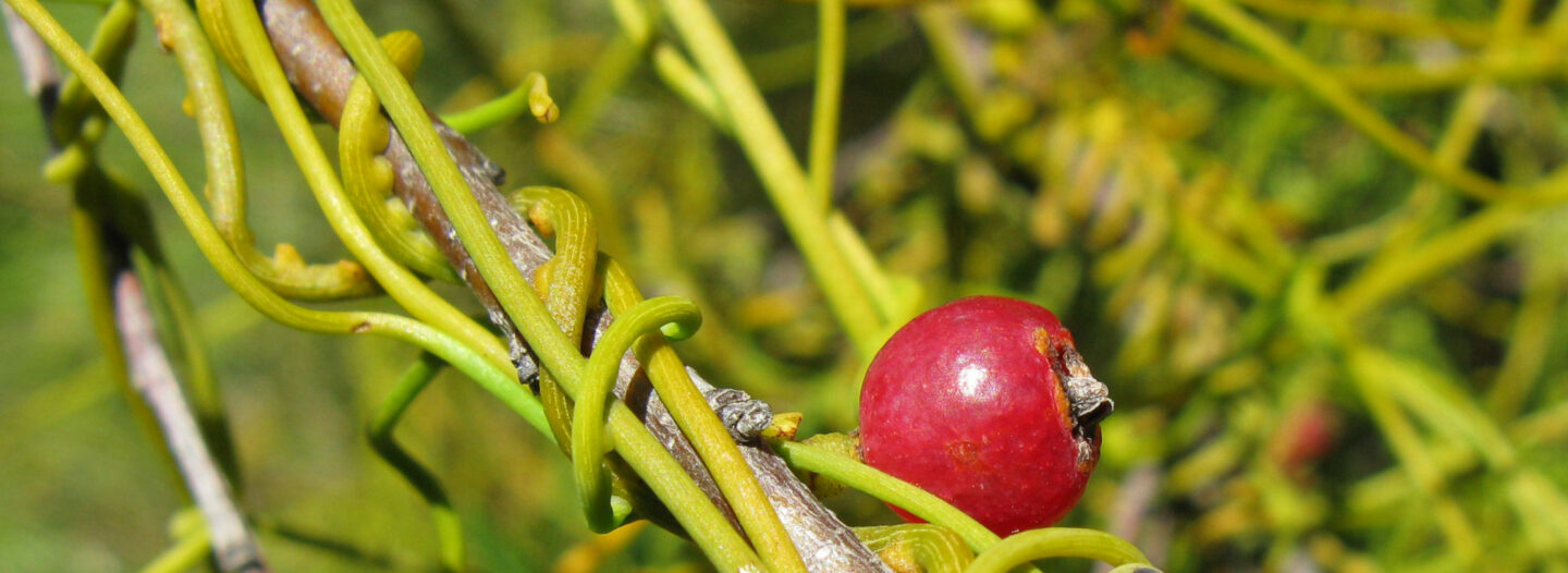 Parasitic & Semi-Parasitic Plants at Pledge Nature Reserve
