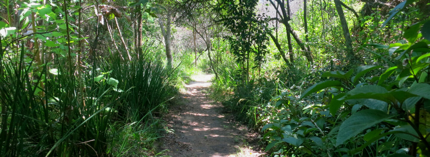 Plants at Pledge Nature Reserve