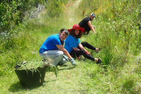 Volunteer