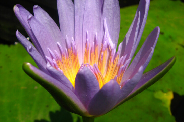 Water or vlei plants at Pledge Nature Reserve